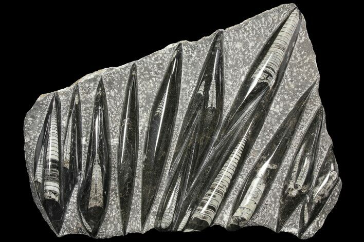 Polished Fossil Orthoceras (Cephalopod) Plate #104637